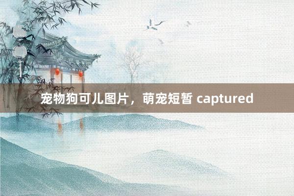 宠物狗可儿图片,萌宠短暂 captured
